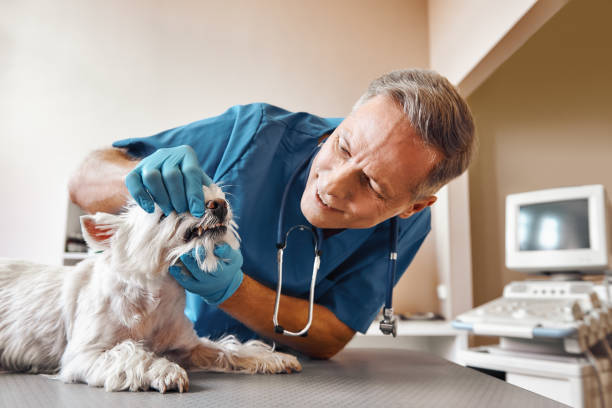 Best Broken Tooth Emergency  in Lock Haven, PA